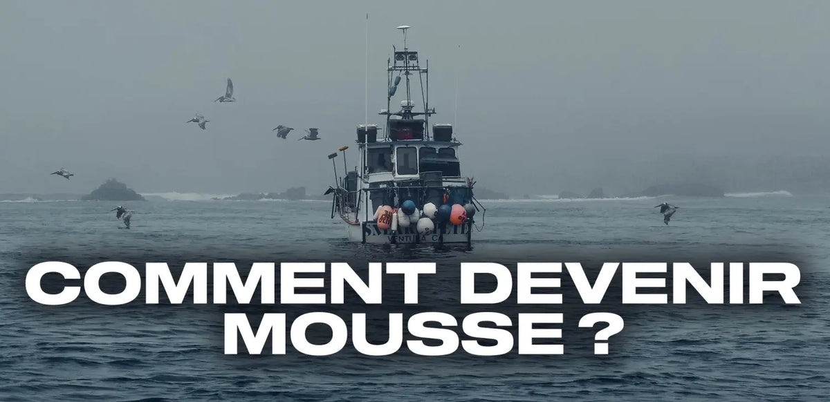Comment devenir mousse ?